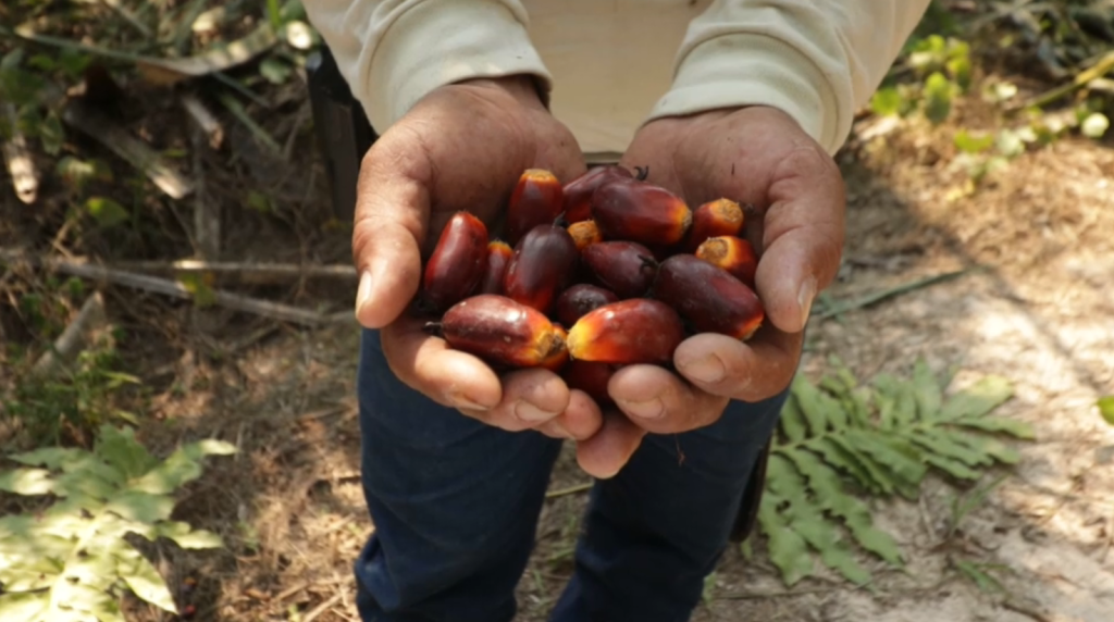 Comunidades nativas de Ucayali encuentran en la palma aceitera un motor para su desarrollo | VIDEO