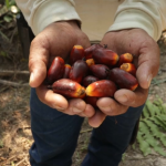 Con tradición y conexión con la naturaleza: así crecen las comunidades de la Amazonía peruana | VIDEO