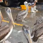Pelícanos mueren de hambre por la escasez de peces: vecinos y pescadores se unen para salvarlos