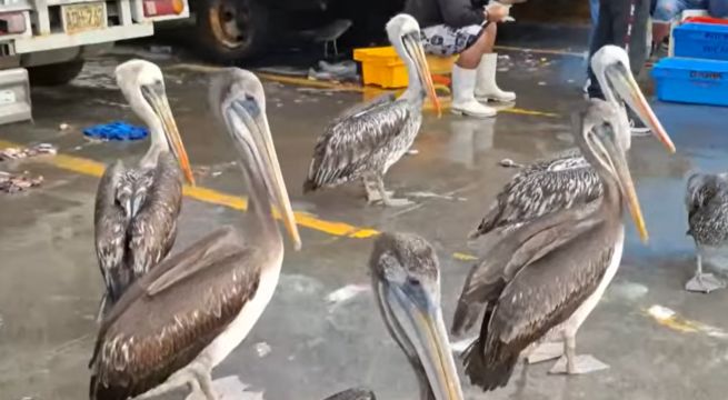 Pelícanos mueren de hambre por la escasez de peces: vecinos y pescadores se unen para salvarlos