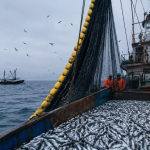 Fenómeno El Niño: gobierno declara en emergencia los subsectores pesca y acuicultura