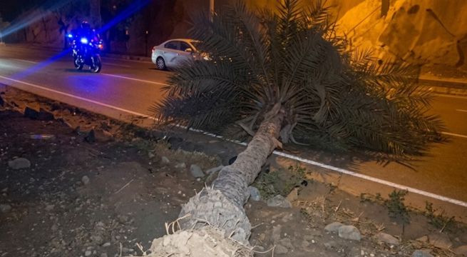 Fuertes vientos derriban árboles y levantan calaminas en Lima Este
