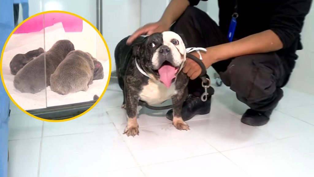 Intervienen criadero clandestino de perros y rescatan a mascotas que eran maltratadas