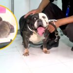 Intervienen criadero clandestino de perros y rescatan a mascotas que eran maltratadas