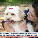 El Chaku cusqueño: El perro andino que busca ser la tercera raza oficial del Perú