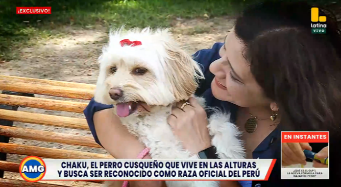 El Chaku cusqueño: El perro andino que busca ser la tercera raza oficial del Perú
