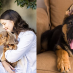 INEI: 6 de cada 10 hogares en el Perú tienen mascotas y los preferidos son los perros
