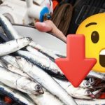 ¡El ceviche no será el mismo! El Niño aleja a los peces tradicionales de la costa peruana