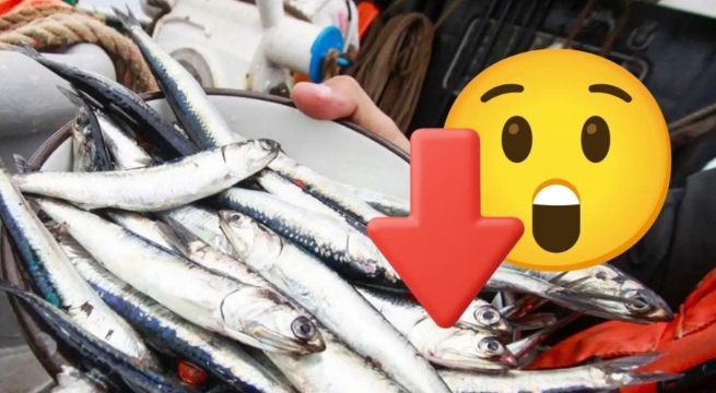 ¡El ceviche no será el mismo! El Niño aleja a los peces tradicionales de la costa peruana