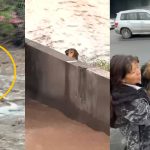 ¡El milagro de Morocho! Perrito sobrevive tras ser arrastrado por el río | VIDEO