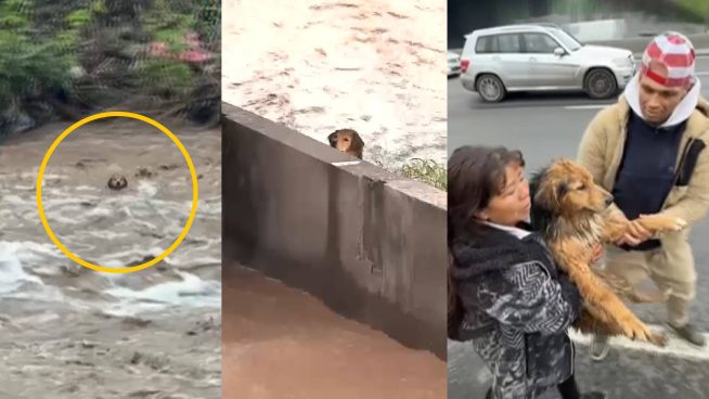 ¡El milagro de Morocho! Perrito sobrevive tras ser arrastrado por el río | VIDEO