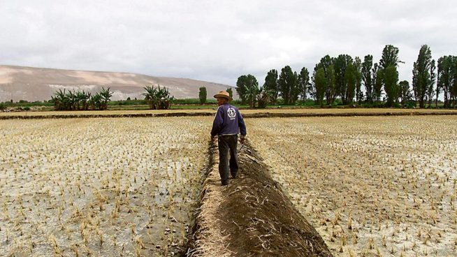 Fenómeno El Niño amenaza la campaña agrícola 2027 por falta de lluvias en el sur