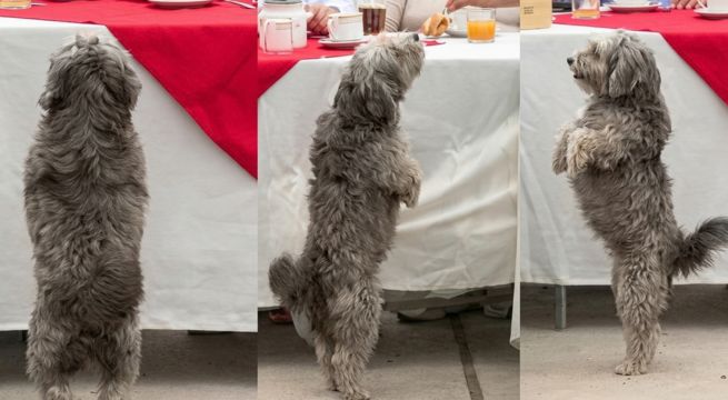 Perrito se roba las miradas y se convierte en protagonista del desayuno electoral