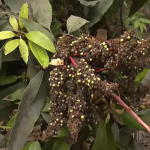 Santa Eulalia: “El Niño” afecta a plantaciones de mango y lúcuma | VIDEO