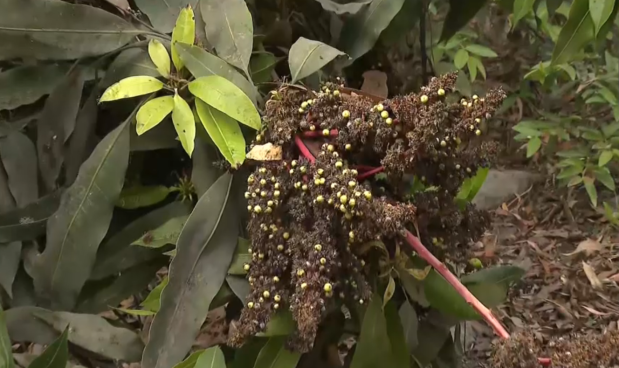 Santa Eulalia: “El Niño” afecta a plantaciones de mango y lúcuma | VIDEO