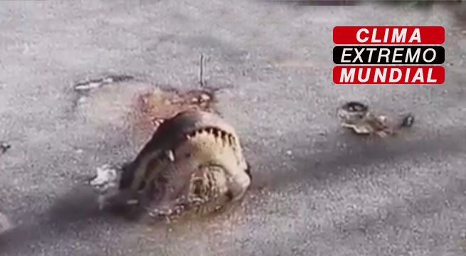 Clima extremo: Tiburones y cocodrilos mueren congelados por ola de frío