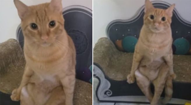 Gatito se sienta como humano y causa sensación en las redes sociales [VIDEO]