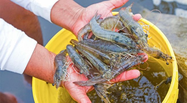Produce amplía la temporada de pesca del camarón