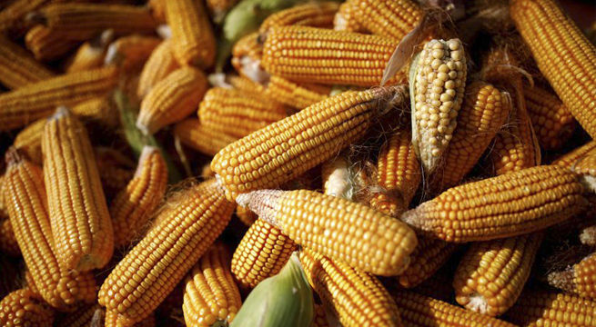 China da vía libre a importaciones de maíz de Brasil para cubrir envíos de Ucrania