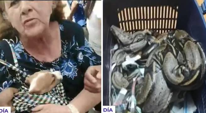 Realizan operativo contra venta ilegal de animales en el Centro de Lima
