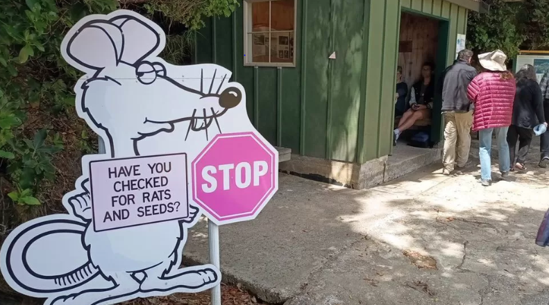 Nueva Zelanda busca exterminar hasta la última rata del país para salvar aves