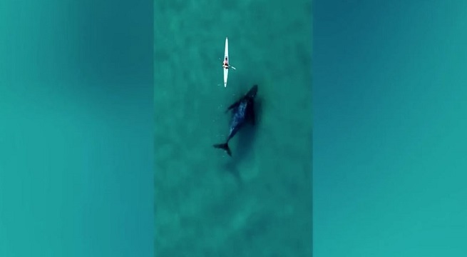 Ballena jorobada es captada por dron mientras sigue a Kayakista