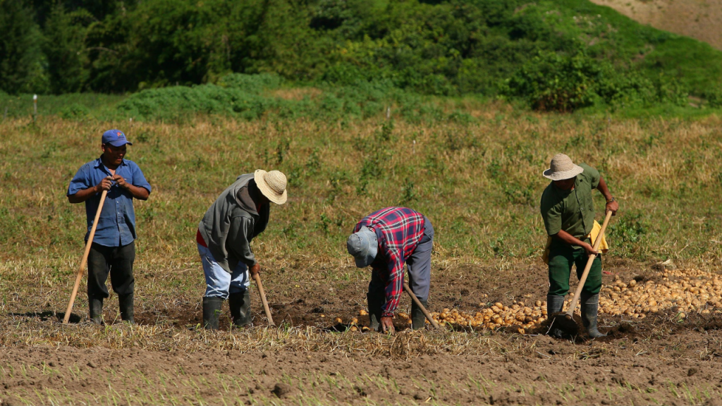 Seguro Agrícola: ¿Cómo acceder a los 800 soles por hectárea ante la pérdida de cultivo?