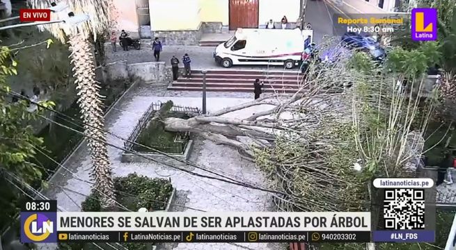 Menores se salvan de morir aplastados por un árbol