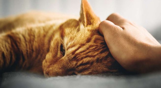 Conozca cuáles son las enfermedades más comunes en los gatos