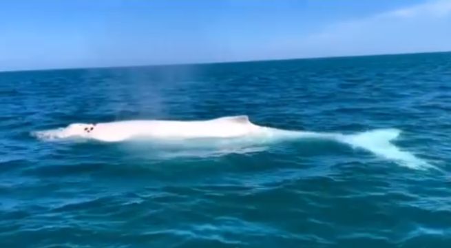 Ballena blanca vista por primera vez en la costa peruana: ¿Dónde fue?