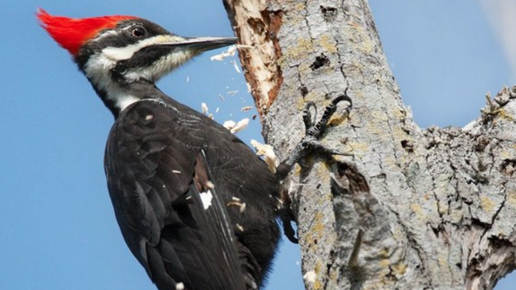Pájaros carpintero: ¿De qué se alimentan estas aves?  