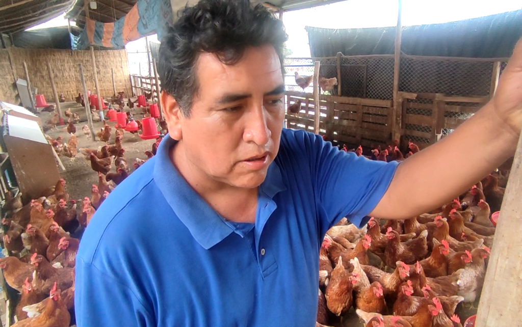 Cañete: ola de calor afecta producción de huevos y precios se incrementan 