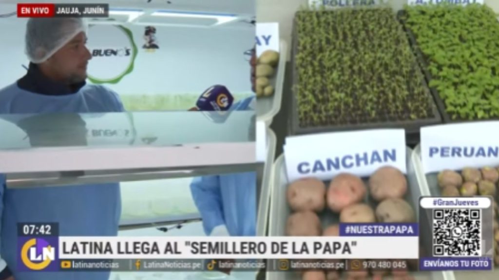 “Nuestra Papa”: así luce el semillero de la papa en Jauja | VIDEO