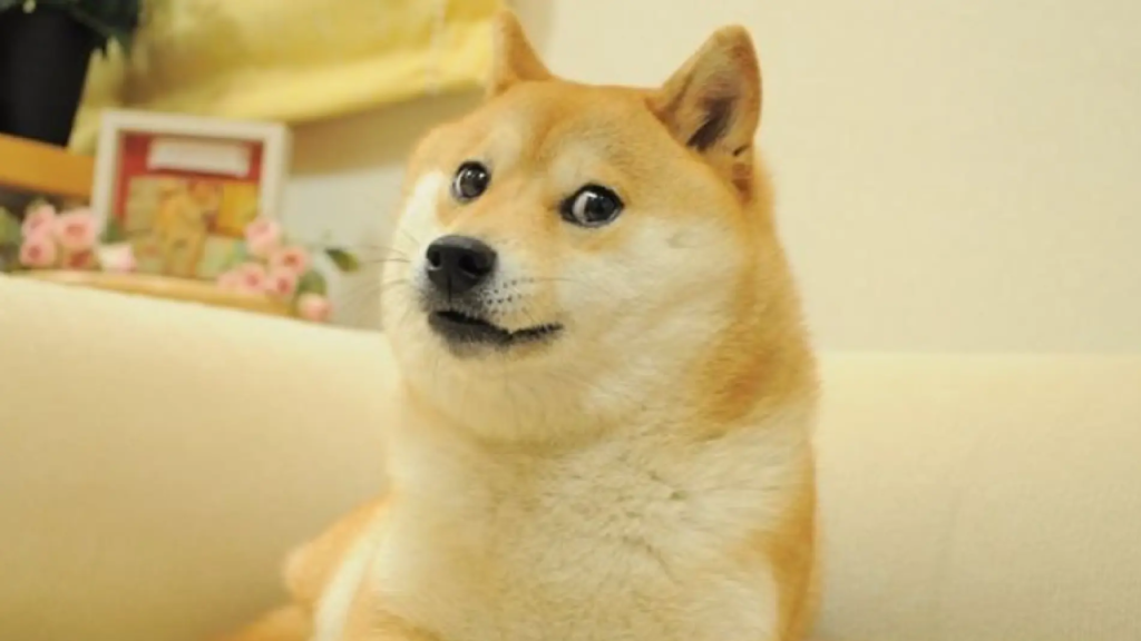 Murió Kabosu, la perrita que inspiró el meme viral “Doge”