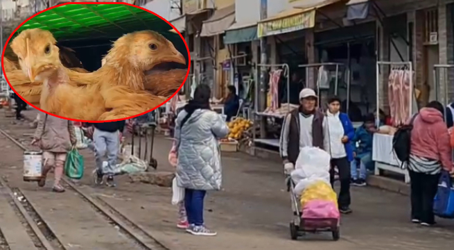 Cusco: declaran cuarentena en zona comercial por casos de gripe aviar en pollos