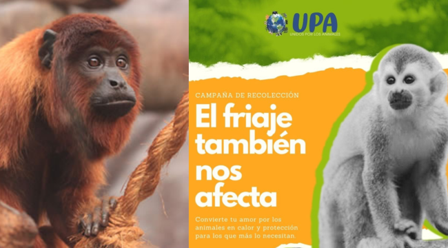 “El friaje también nos afecta”, la campaña para proteger especies rescatadas en la selva