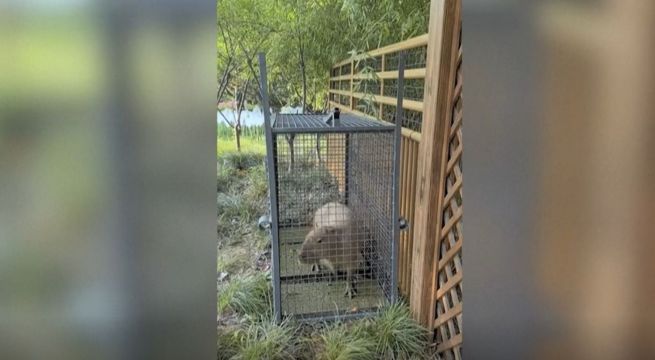 Un zoológico de China encuentra a un capibara “fugitivo” tras dos meses de huida