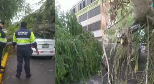 San Borja: árbol de sauce cae sobre dos autos en plena vía | VIDEO