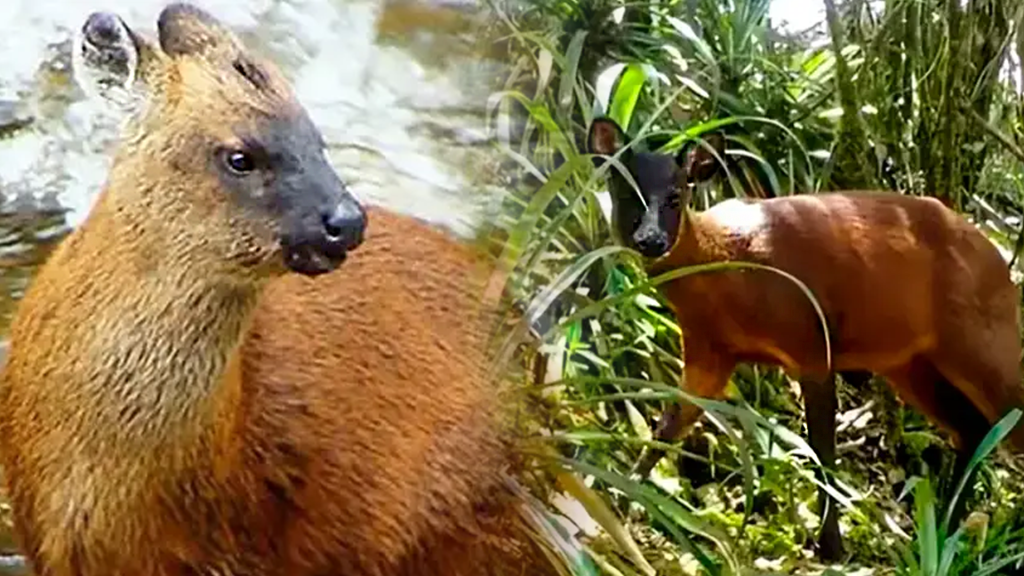 Científicos DESCUBREN nueva especie de venado en los andes de Perú y Latinoamérica