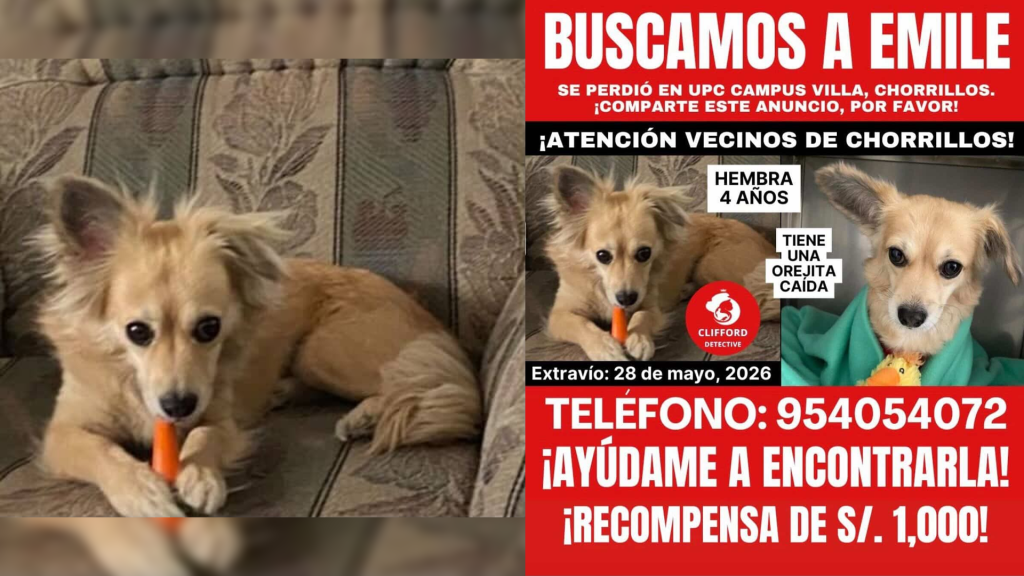 ¡Se busca a Emile! perrita se perdió en campus de la UPC de Chorrillos