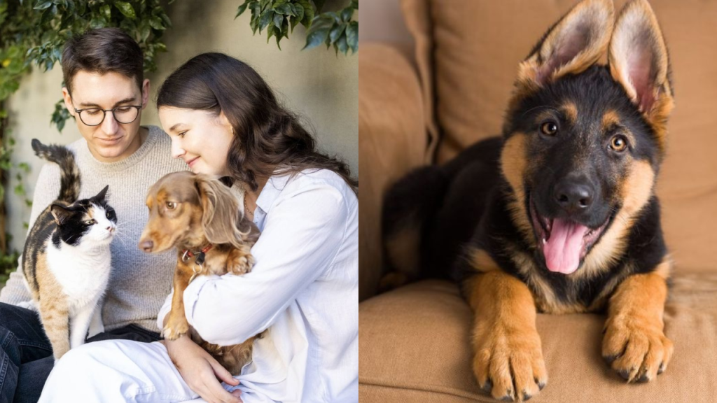 INEI: 6 de cada 10 hogares en el Perú tienen mascotas y los preferidos son los perros